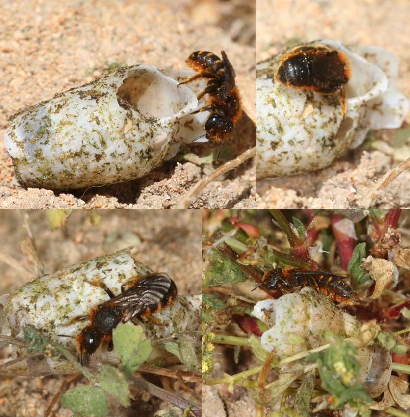 Nidi nelle conchiglie: Osmia rufohirta